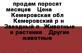 продам поросят 6 месяцев › Цена ­ 6 000 - Кемеровская обл., Кемеровский р-н, Звездный п. Животные и растения » Другие животные   